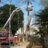 Tala de árbol en acceso al Parque María Luisa y Plaza de España 
