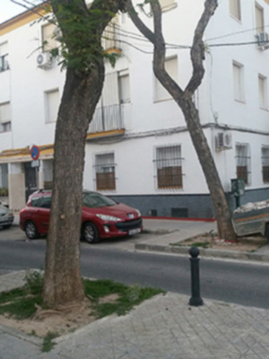 Alcorques en la vía pública