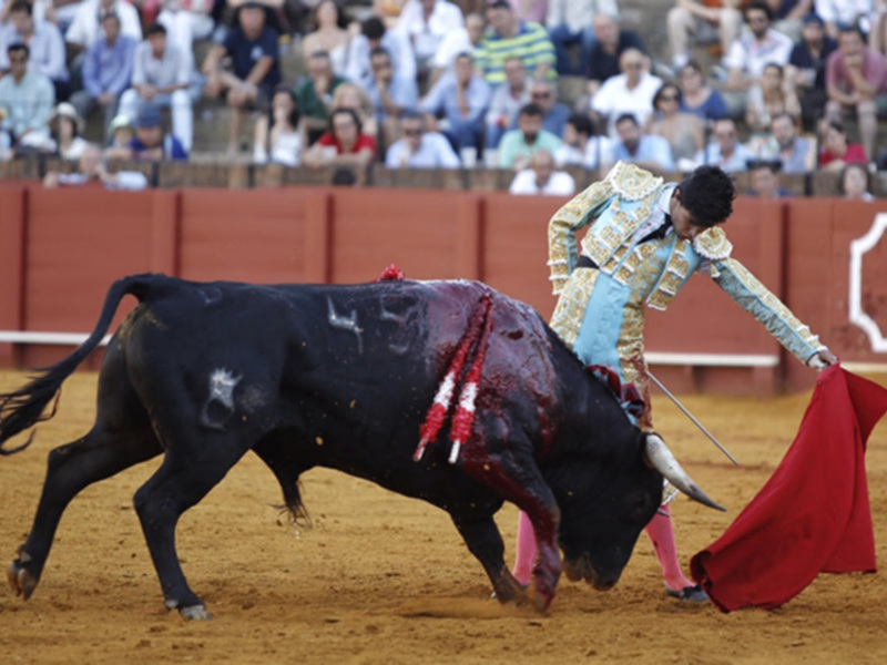 Un torero en acción durante una corrida de toros, con un toro negro en el centro del cuadrado de la plaza de toros, mientras el público observa desde las gradas.