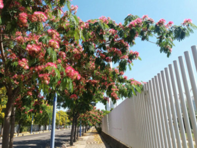 Florecen las Albizias en Sevilla