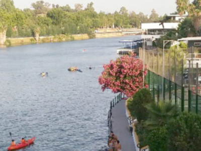 La Adelfa un interesante arbusto que puede formarse como árbol.