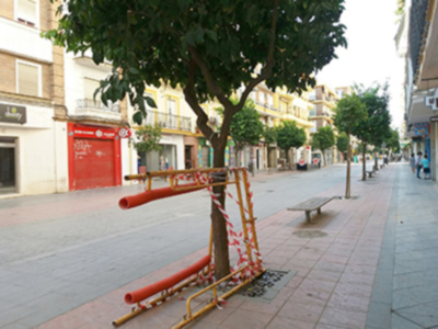 Maltrato del arbolado en la ciudad.