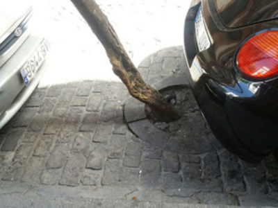 Arboles y vehículos en la vía púbica