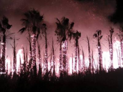 En el incendio ocurrido en la madrugada de ayer ardieron alrededor de 200 palmeras