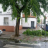 La lluvia provoca daños en el arbolado