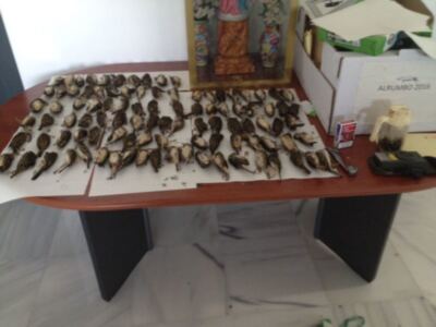 La Guardia Civil detiene a tres personas e incauta más de 800 aves de diferentes especies