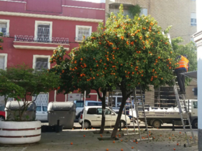Recogida de naranjas