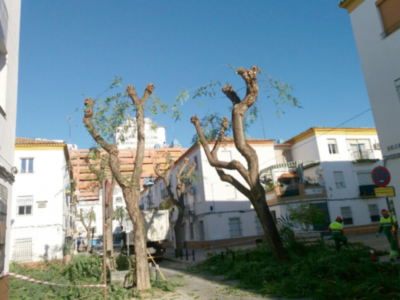 Cada árbol necesita una poda adecuada