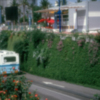 Sevilla ciudad verde pionera en España en la construcción de muros verdes
