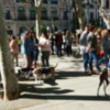 Reunión de personas en Plaza Nueva para protestar por el maltrato animal