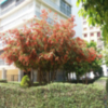 Espectacular floración de los Callistemon en los parques y jardines de Sevilla