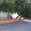 El temporal de viento deja destrozos múltiples en el arbolado aunque no ha habido incidentes personales ni materiales graves