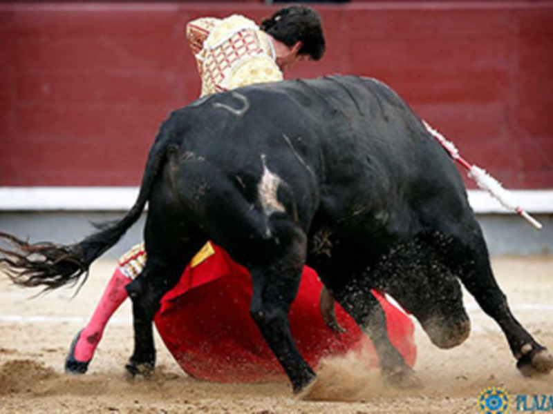 Un torero en acción durante una corrida de toros en España, con el toro mostrando su fuerza y agresividad.