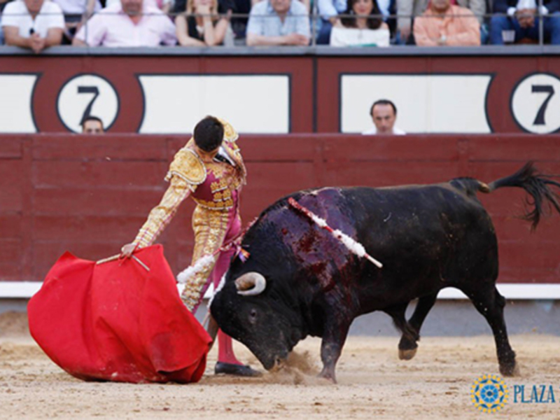 Un torero manejando una capa roja durante un encierro en la plaza de toros.