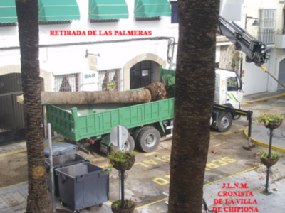 Las palmeras de la Plaza de la Iglesia de Chipiona
