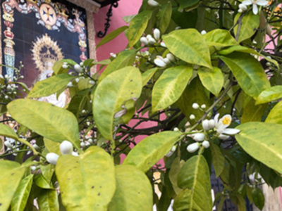 El azahar hace su aparición en las calles de Sevilla