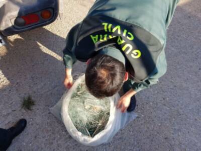 La Guardia Civil de Chipiona desmonta un trasmallo de cincuenta metros frente a Costa Ballena