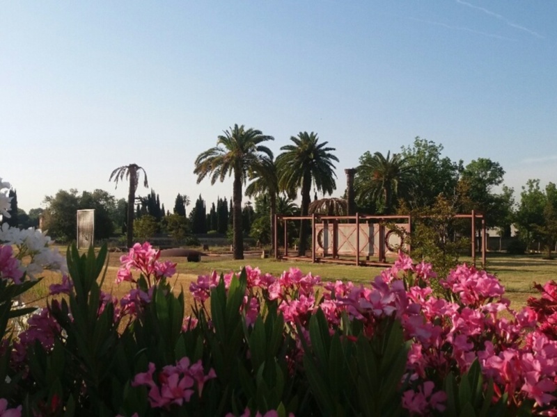 Paisaje de jardín con flores de olivo rosas y palmeras en el fondo bajo un cielo azul claro.