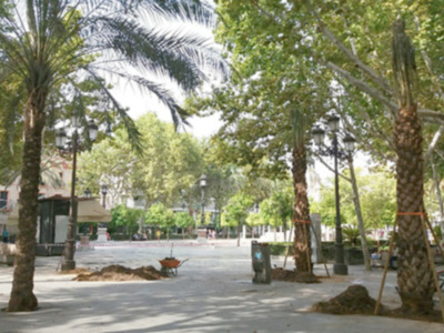 Plantación de palmeras datileras en la Plaza Nueva de Sevilla