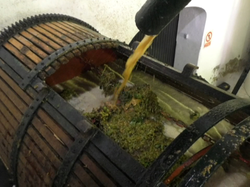 Proceso de elaboración del vino: uvas frescas se vierten en un tambor de madera para fermentación.