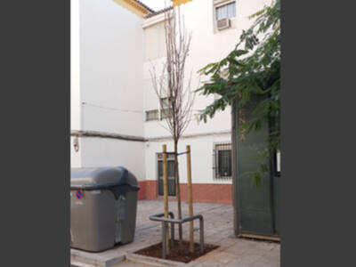 Plantación de "Perales de China" en la calle Niebla
