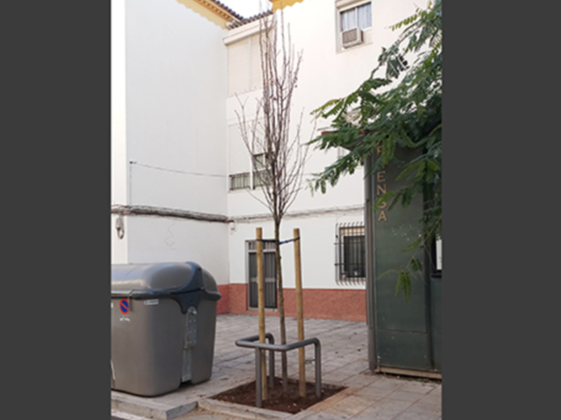 Árbol joven recién plantado en un patio urbano junto a contenedores de basura.