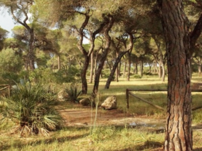 Ciudadanos informa del compromiso de la Consejería de Agricultura para renovar el plan de ordenación del pinar para la próxima década