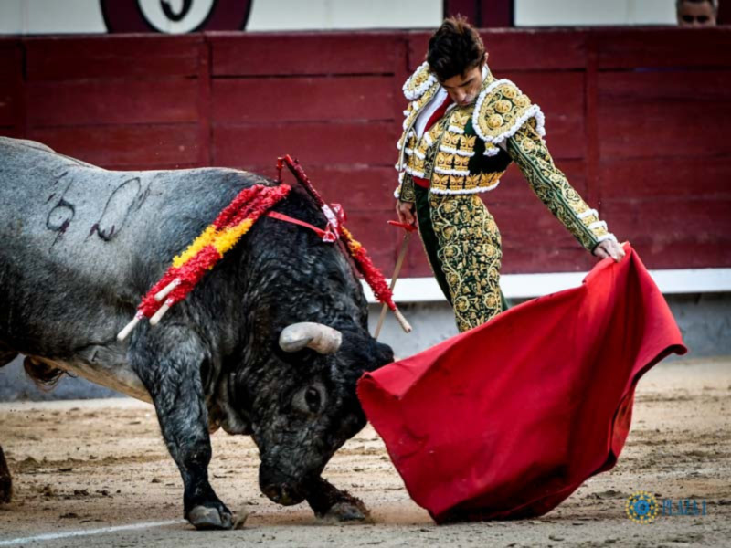 Un torero en acción durante una corrida de toros, con el toro mostrando su fuerza y el torero utilizando el capote para desafiarlo.