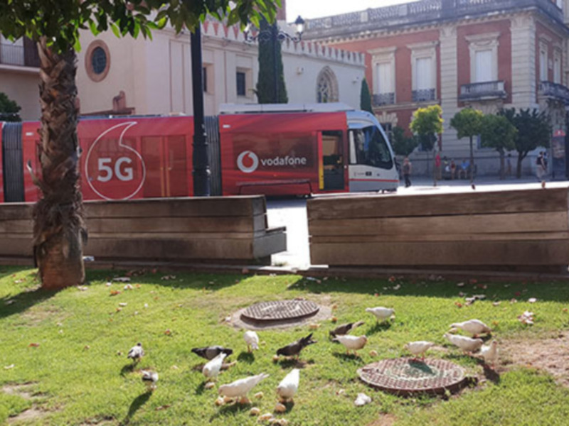 Gansos y patos en un parque con una camioneta de Vodafone 5G en el fondo.