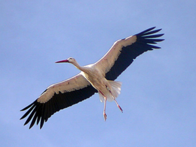 Un gran cormorán blanco y negro en vuelo, con sus alas extendidas, contra un cielo azul claro.