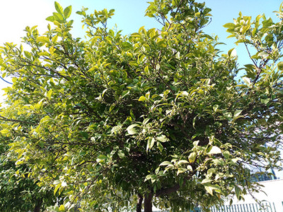 Árbol frutal con hojas verdes y ramas extendidas, en un entorno urbano.