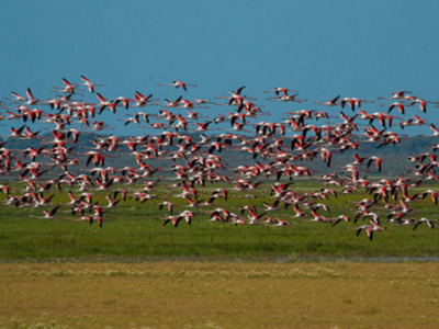 Un gran grupo de flamencos rosa volando en un paisaje verde y azul. El cielo despejado y el suelo cubierto de hierba danzan con la brisa.