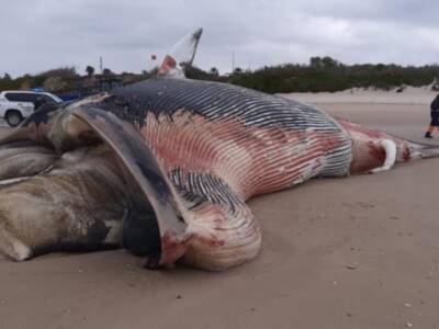 El CANS confirma que la ballena aparecida hoy en Chipiona es un rorcual común