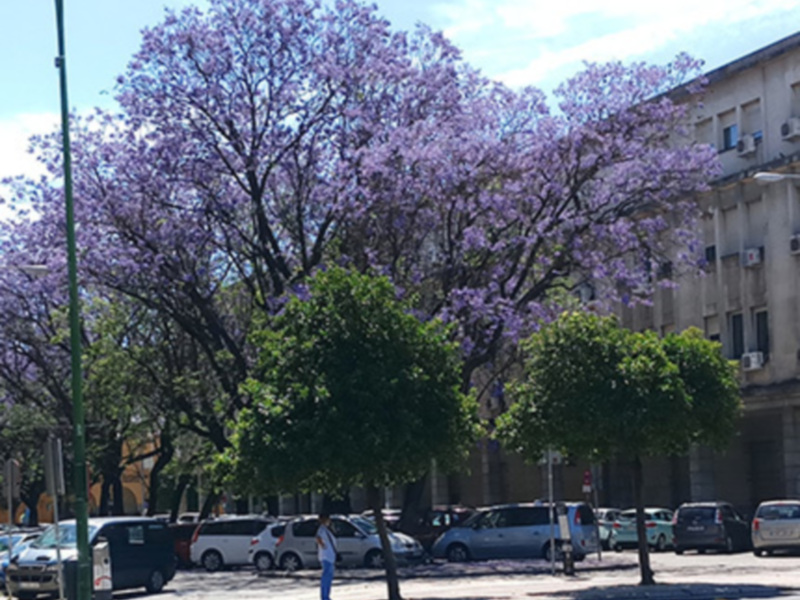 Árbol de Jacaranda en floración, con flores púrpuras y un edificio en el fondo.