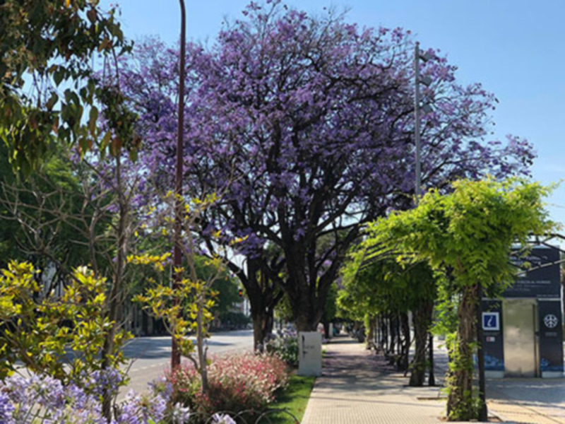 Árbol de Jacaranda con flores púrpura en un camino pavimentado, rodeado por otros árboles y vegetación.