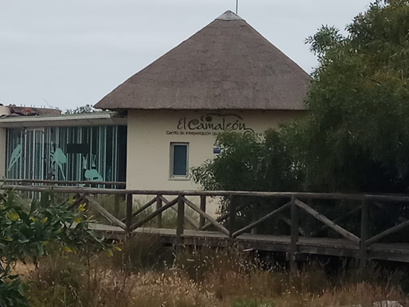 Casa con techo de paja y puerta de cristal, rodeada por vegetación.