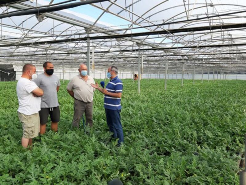 En un invernadero, cuatro personas con máscaras observan cuidadosamente una planta verde. La estructura metálica del invernadero y el cielo despejado forman el fondo.