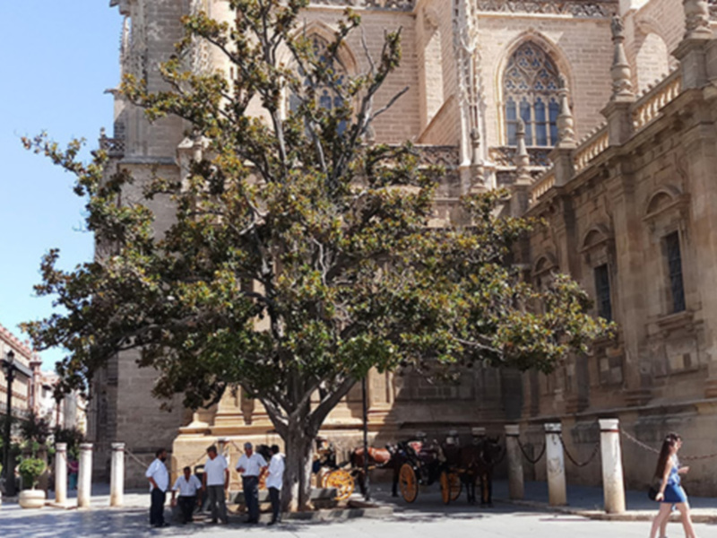 Una hermosa arquitectura gótica con un gran árbol en el frente. En la calle, hay personas caminando y una figura montada a caballo en un carretón. El cielo es claro y el ambiente es tranquilo, con una mezcla de naturaleza y arquitectura histórica.