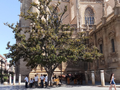 Una hermosa arquitectura gótica con un gran árbol en el frente. En la calle, hay personas caminando y una figura montada a caballo en un carretón. El cielo es claro y el ambiente es tranquilo, con una mezcla de naturaleza y arquitectura histórica.
