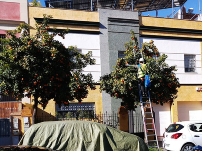 Arboles frutales en un entorno urbano con edificios y una escalera.