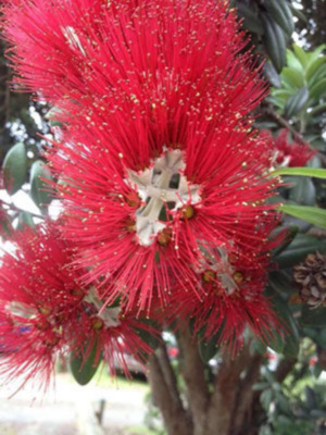 La flor “Sangre de Cristo” que florece en Semana Santa, dependiendo de la latitud.