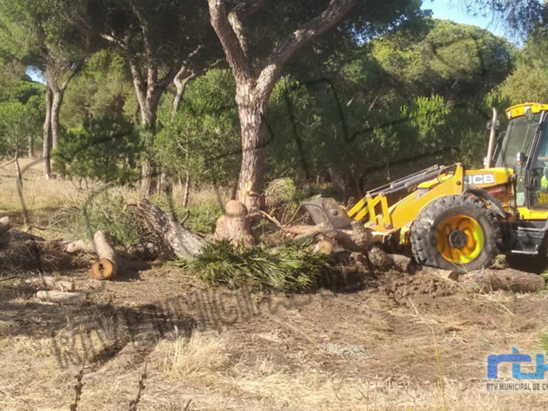 Excavadora removiendo árboles en un bosque para mantenimiento o limpieza.