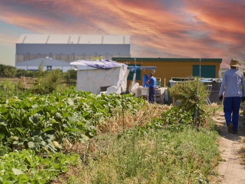 En un campo de cultivo, una persona camina por entre las plantas verdes y amarillas. Al fondo, se observan dos edificios de hormigón con cubiertas planas. El cielo está nublado y rojizo, indicando un atardecer o amanecer.