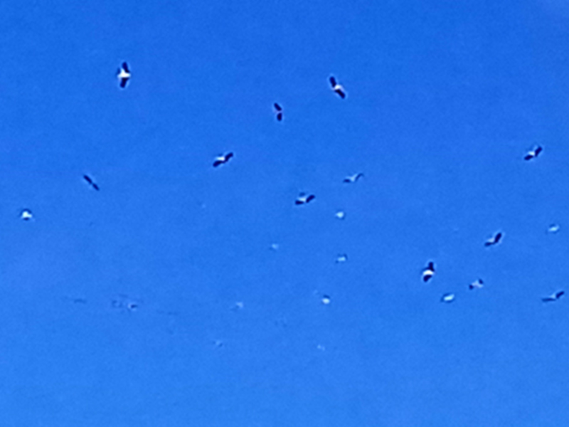 Un grupo de aves volando en un cielo azul claro.