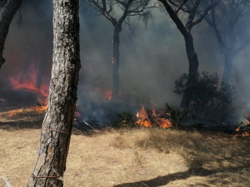 Incendio forestal en un área desértica con árboles secos y humo.