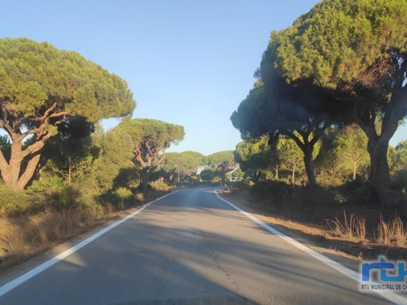 Carretera asfaltada con árboles de pinos a ambos lados, iluminada por la luz del amanecer.