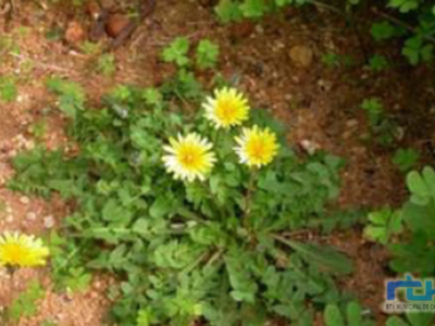 Parques y Jardines explica que la protección del Taraxacum Gaditanum impide cortar el césped en cinco zonas públicas ajardinadas de Chipiona
