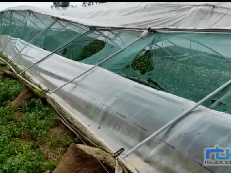 Un invernadero con plantas verdes en su interior, protegidas por una tela transparente. La estructura del invernadero está hecha de metal y tiene una cobertura de tela blanca. La imagen muestra un área de cultivo en un entorno agrícola.