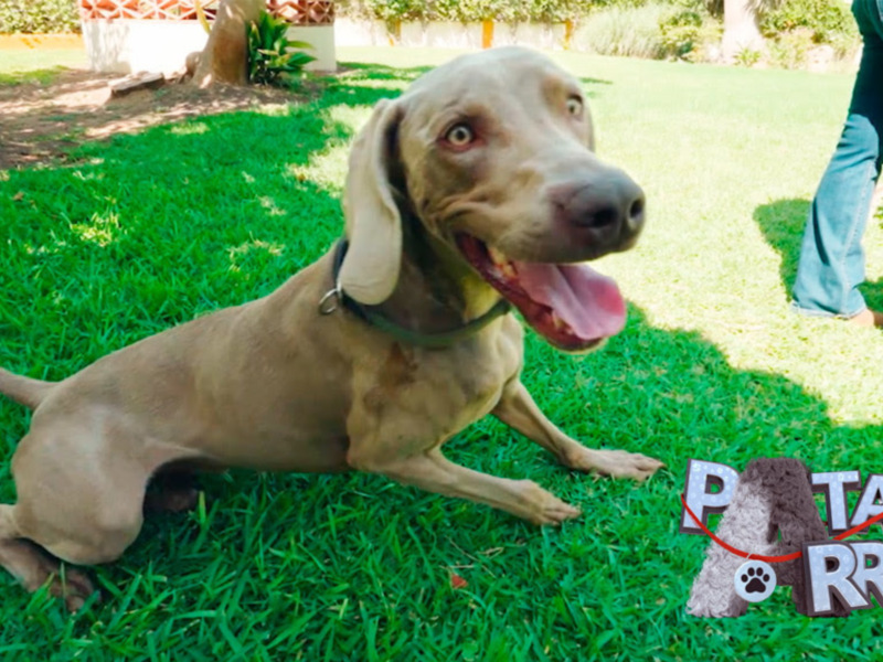 Un perro de raza Weimaraner posando con su lengua extendida en un jardín verde, con una persona parcialmente visible en el fondo. El texto 'PATAS RRIBIBA' está presente en la imagen.