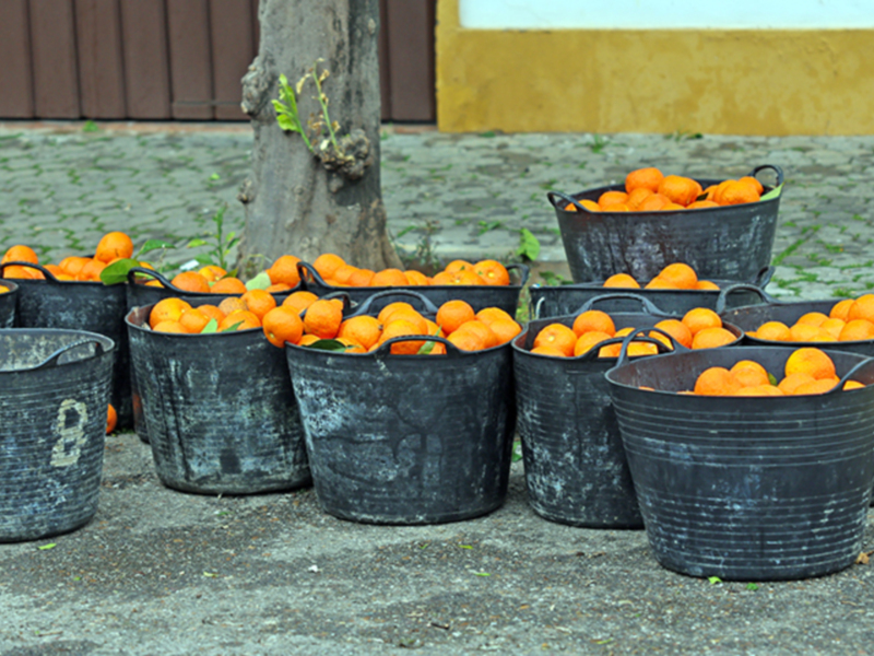 Botes con naranjas en un entorno urbano, cerca de una pared marrón y amarilla.